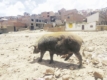 DESORDEN. Algunas familias cran cerdos en las calles incomodando a otros vecinos.