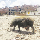 DESORDEN. Algunas familias cran cerdos en las calles incomodando a otros vecinos.