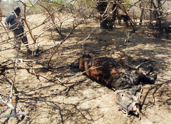 EMERGENCIA. La sequa afect a centenares de familias y provoc la muerte del ganado.