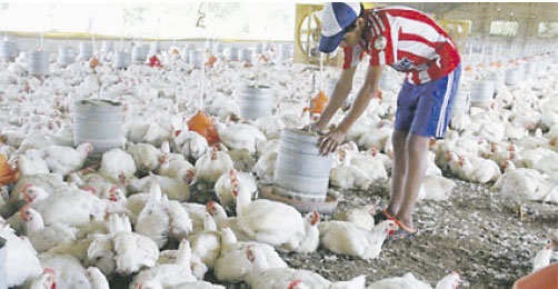 DEMANDA. Harina de soya para avicultores.