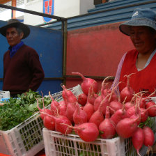 OFERTA. Productores en Sucre.