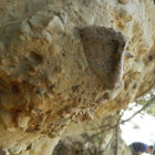 DESCUBRIMIENTO. Osteoderma del gliptodonte identificado en el ro Naval, cerca de Padilla.