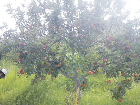 PLANTACIN. Un rbol cargado de manzanas en Azurduy, uno de los principales municipios productores del rubro en Chuquisaca.