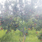 PLANTACIN. Un rbol cargado de manzanas en Azurduy, uno de los principales municipios productores del rubro en Chuquisaca.