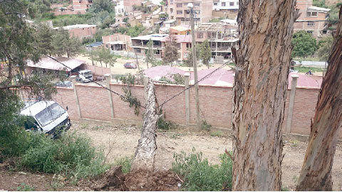 CORTES. Se report la cada de varios rboles, a causa de las lluvias. Ayer, este rbol cay en el barrio SENAC provocando cortes.