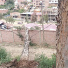 CORTES. Se report la cada de varios rboles, a causa de las lluvias. Ayer, este rbol cay en el barrio SENAC provocando cortes.