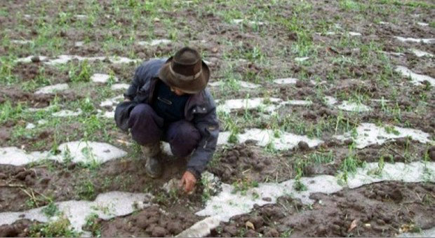 DESASTRES. Riadas afectaron los sembrados en cuatro municipios de Cochabamba.