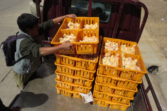 TRANSPORTE. Los pollos bebs llegados ayer a Sucre, como cada mircoles, desde la ciudad de Santa Cruz.