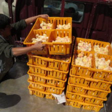 TRANSPORTE. Los pollos bebs llegados ayer a Sucre, como cada mircoles, desde la ciudad de Santa Cruz.