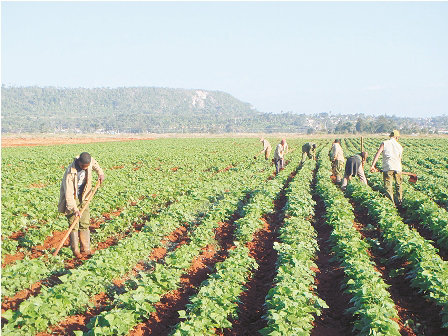 AGRICULTURA. La superficie de cultivo se redujo en 61.598 hectreas en 2014.