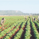 AGRICULTURA. La superficie de cultivo se redujo en 61.598 hectreas en 2014.